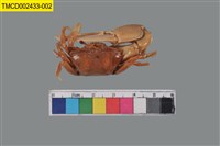 藏品(北方丑招潮蟹)的圖片